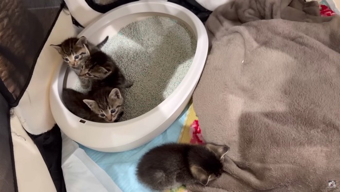 保護した直後の子猫たち