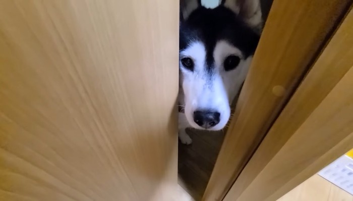 顔を覗かせるはっちゃん