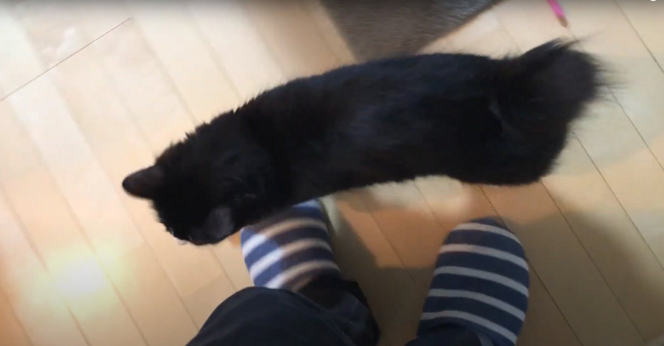 飼い主の足元にいる猫