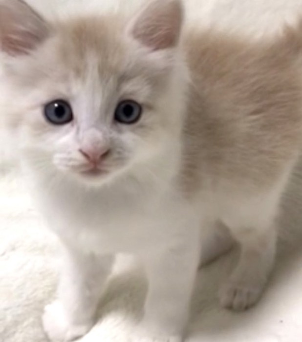 5年前のフーゴ君(子猫時代)