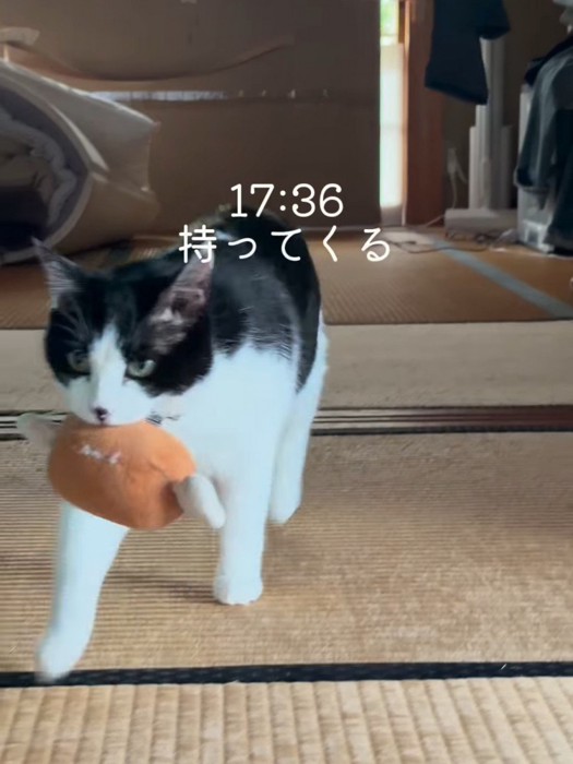 ぬいぐるみをくわえる猫