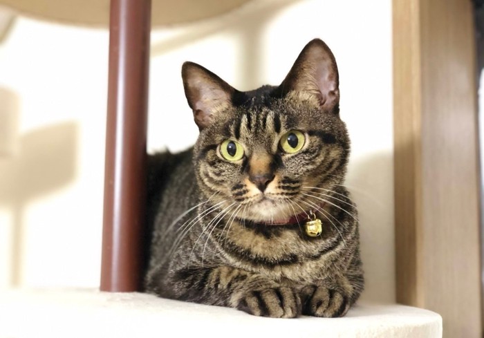 くつろぐにゃんチュウちゃん