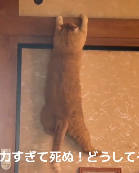足をパタパタさせる猫