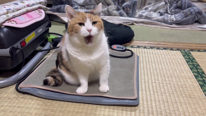 満足そうなミケ