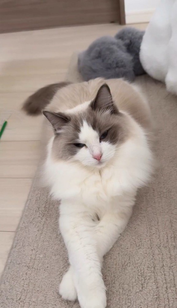 手をクロスする猫