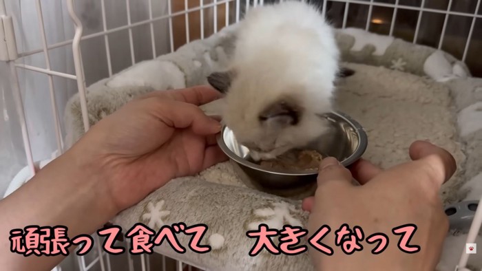 テロップ「頑張って食べて～」