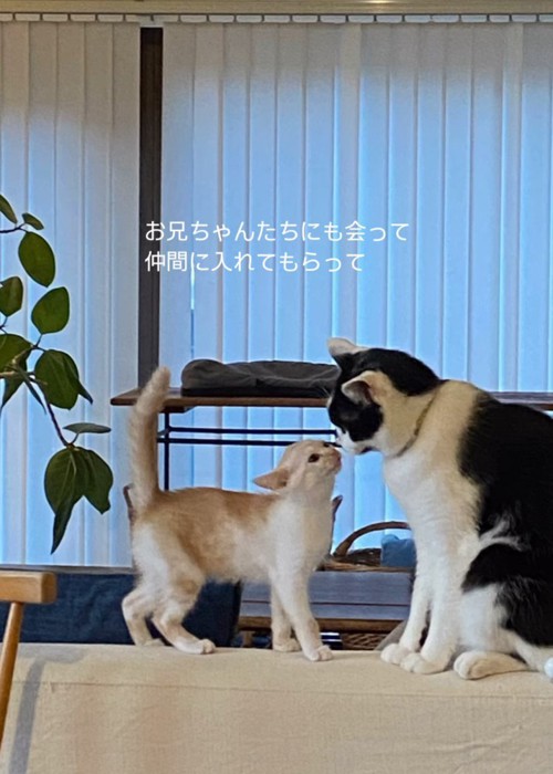 成猫と挨拶をする子猫