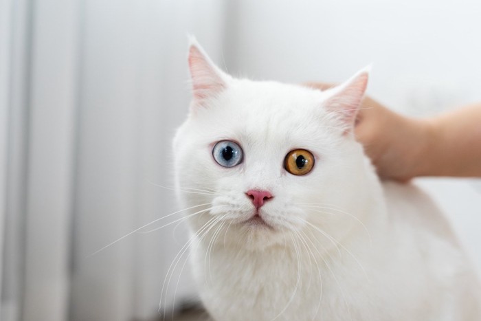 頭を撫でられている猫