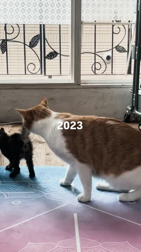 子猫を目で追う茶白猫