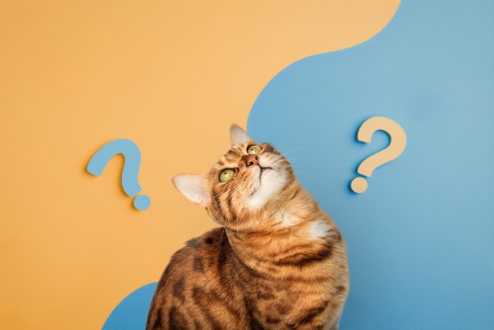 上を向く猫
