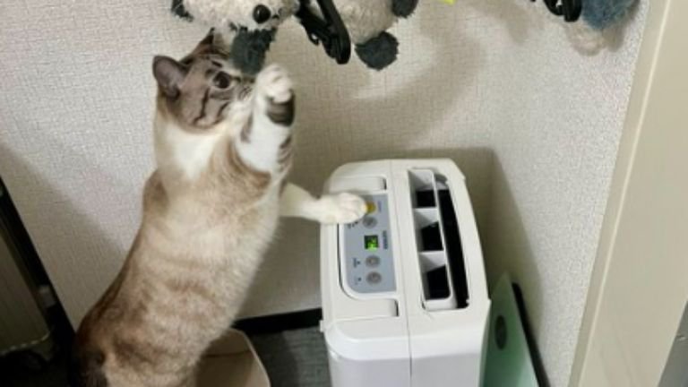 ぬいぐるみに手を伸ばす猫