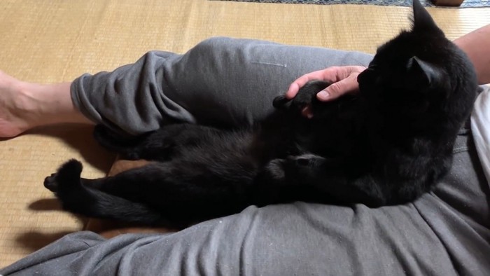 足の間に座る猫
