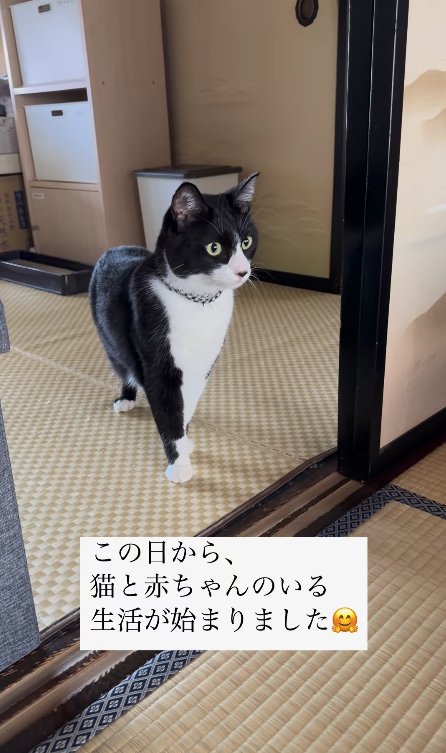 襖の近くで画面右側を見つめる猫「この日から、猫と赤ちゃんのいる生活が始まりました」
