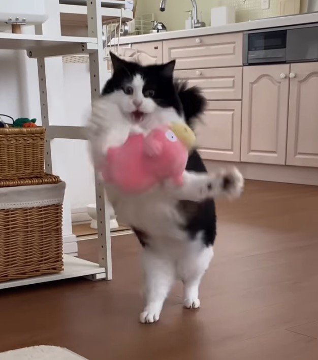 口から離れたぬいぐるみに前足を伸ばす猫