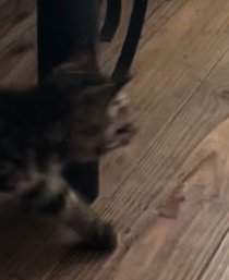 家の中を歩き回る子猫