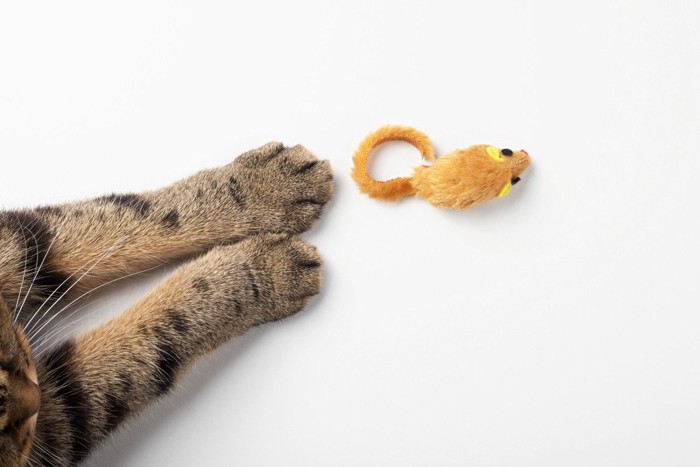 ねずみのおもちゃと猫の手