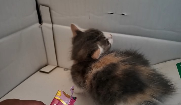 段ボールの中で後ろを振り返る子猫