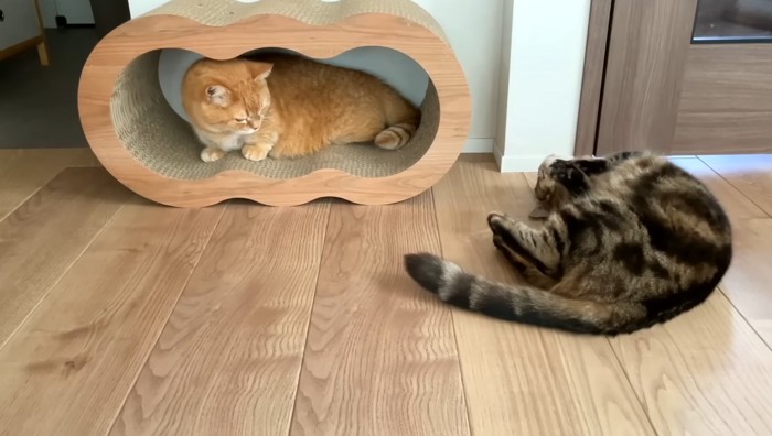 爪とぎの中のプリンくんと寝転がるメルくん