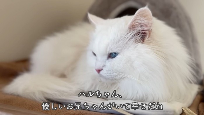 テロップ「ハルちゃん、~」