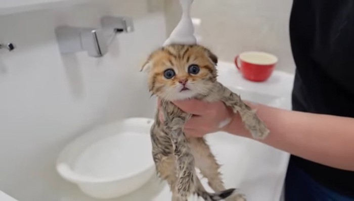 頭の上に泡が乗っている茶子猫