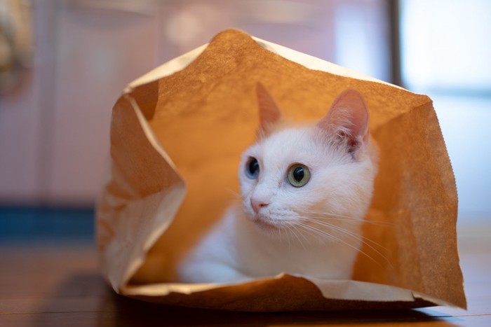袋に入っている猫