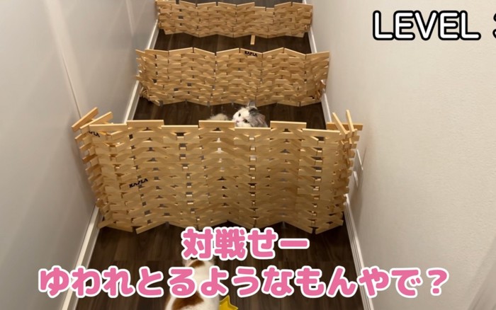 越えれない猫