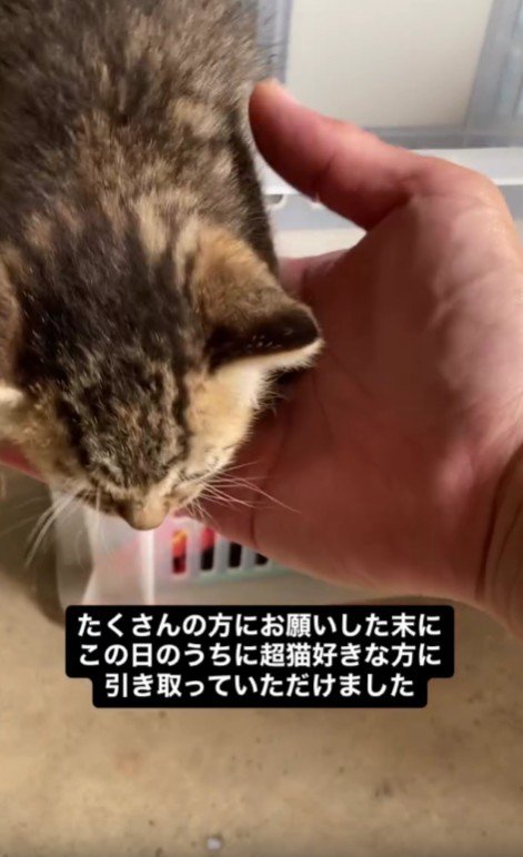 てのひらと猫