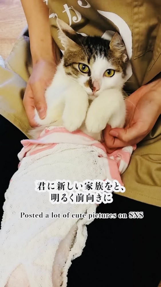 スタッフに抱っこされるキジ白猫