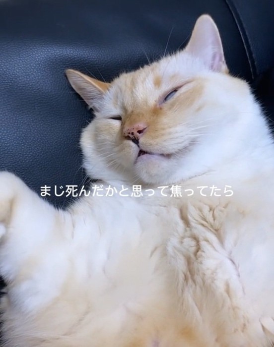 白目を剥いて眠るここちゃん