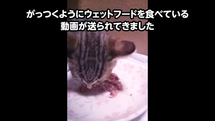 ウェットフードを食べる子猫