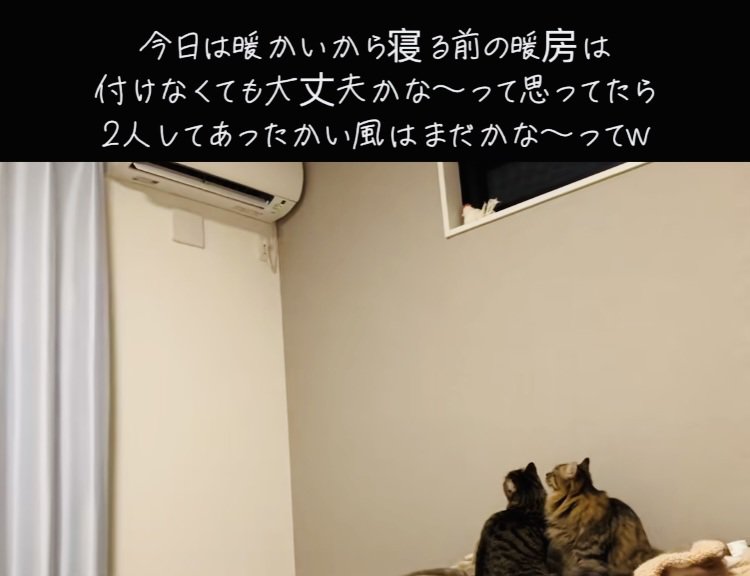エアコンを見つめる2匹のキジトラ猫