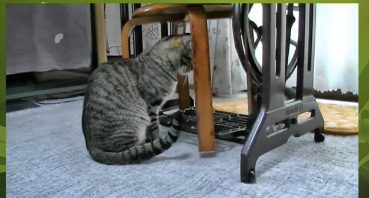 ミシンの下で向き合う2匹の猫