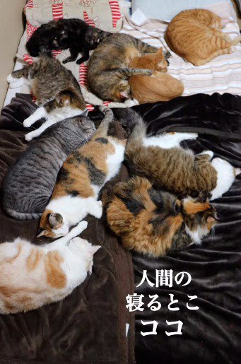 右下のスペースを残して布団のいろいろなところで眠る猫たち
