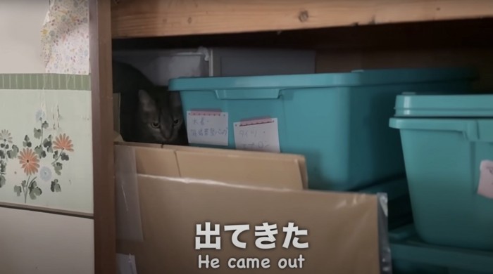 押入れの奥から出てくるキジトラ猫