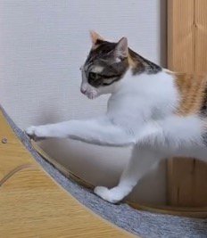 動揺している様子の三毛猫