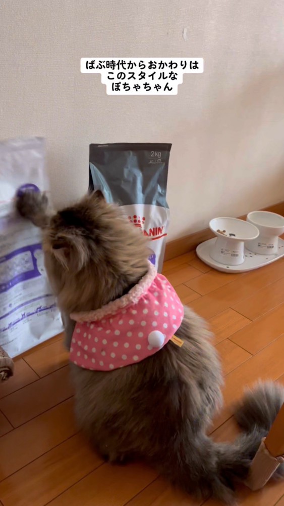 別シーンでも袋をチョイチョイしておかわりを催促するぽちゃちゃん