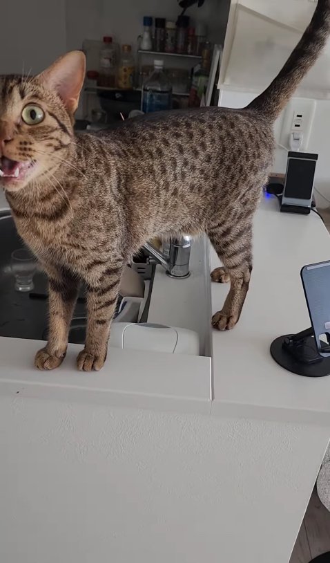 キッチンカウンターの上に立って鳴いている猫