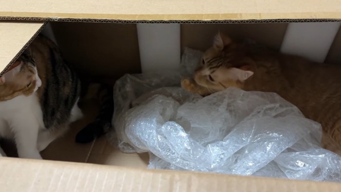 つな・まよ「ダンボール最高」