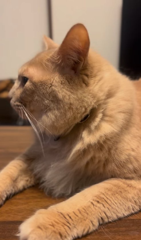 香箱座りしている猫の横顔