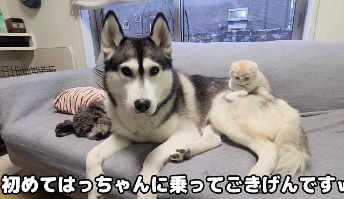 ハスキーの上に座る子猫と横たわるトイプー