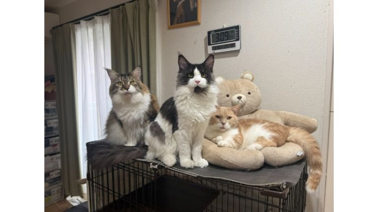 くつろいでいる猫