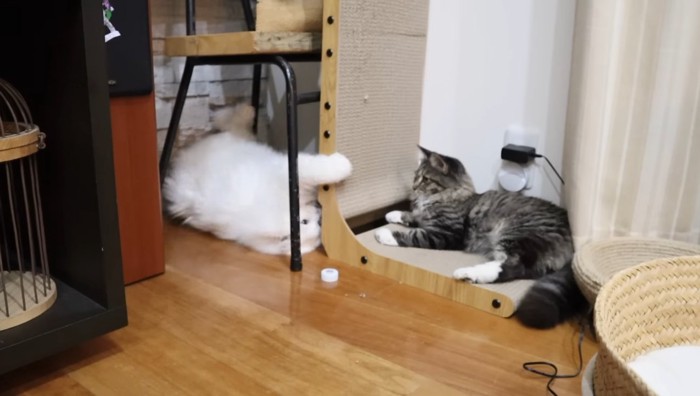 ひっくり返るシロちゃん