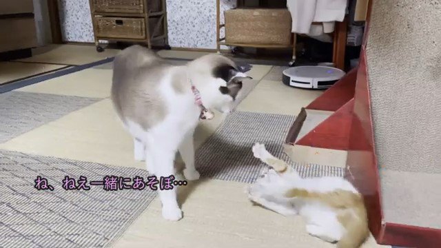 横になっている子猫に近づく猫