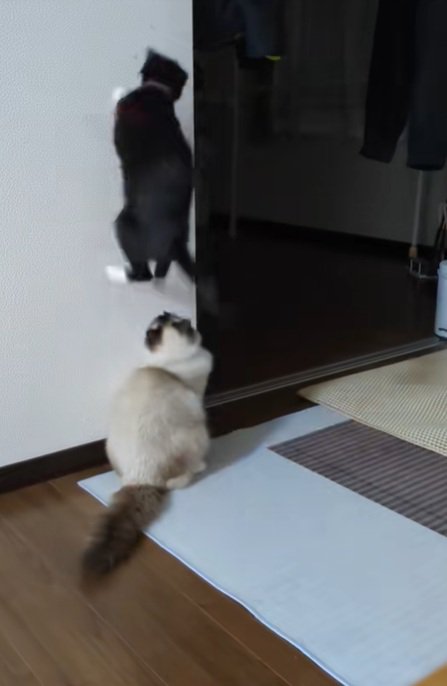 壁にタッチする銀兵衛くん