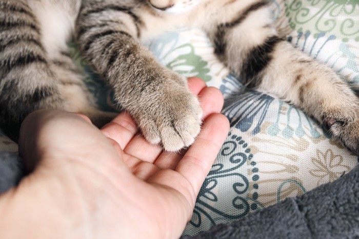 人と猫