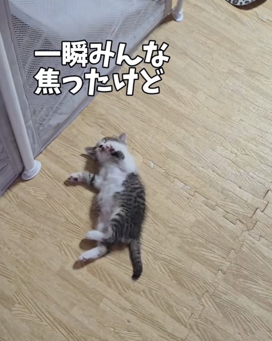 寝落ちする赤ちゃん猫