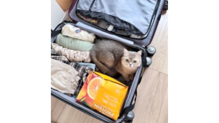 スーツケースに入っている猫
