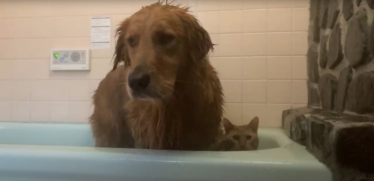 お風呂に入っている犬と猫