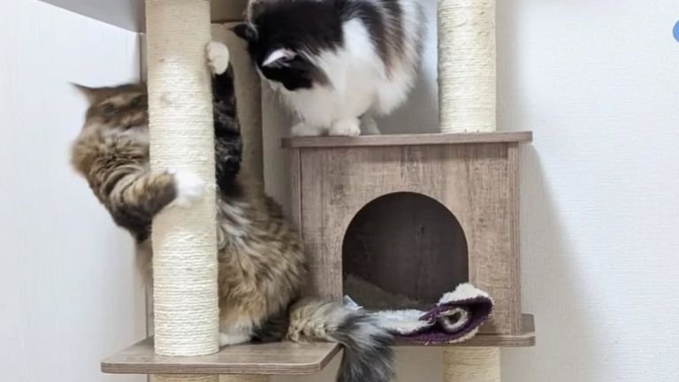 キャットタワーで遊ぶ猫