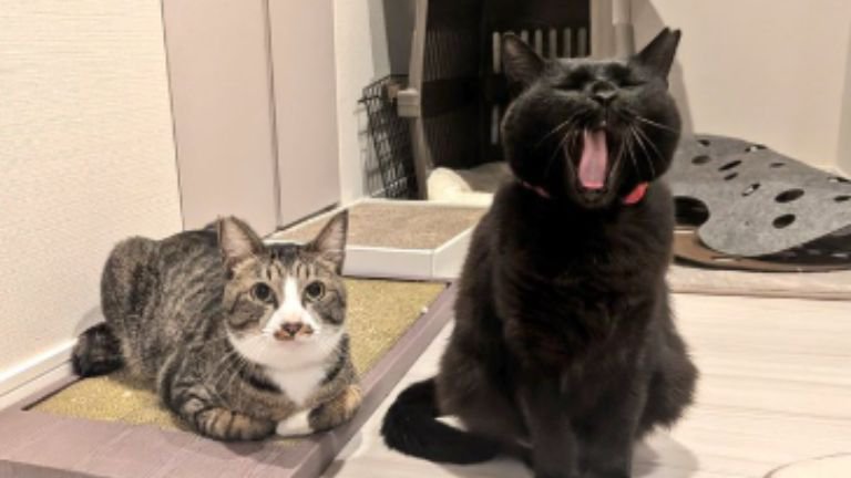 室内にいる猫たち